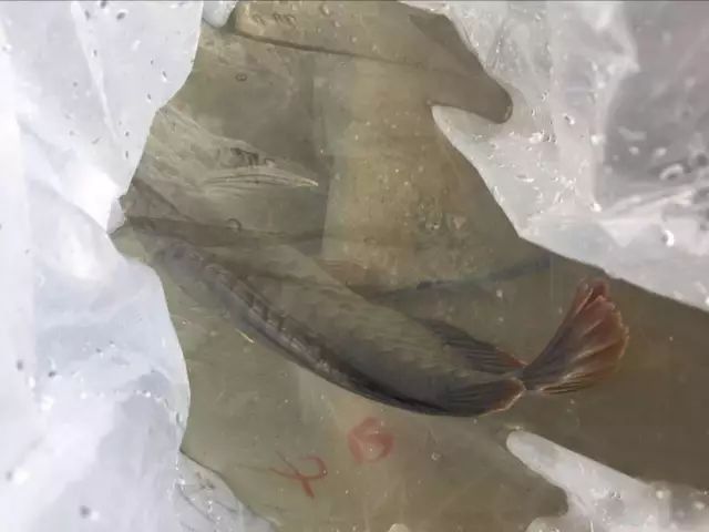 長春市龍魚交流群活躍嗎？（長春市龍魚交流群活躍度如何評估？） 長春市龍魚交流群活躍嗎？（長春市龍魚交流群活躍度如何評估？） 龍魚百科 第7張