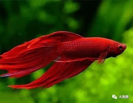 長春市龍魚交流群活躍嗎？（長春市龍魚交流群活躍度如何評估？） 長春市龍魚交流群活躍嗎？（長春市龍魚交流群活躍度如何評估？） 龍魚百科 第8張