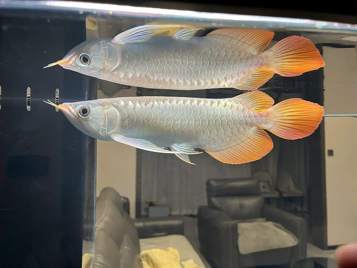 長春市龍魚交流群活躍嗎？（長春市龍魚交流群活躍度如何評估？） 長春市龍魚交流群活躍嗎？（長春市龍魚交流群活躍度如何評估？） 龍魚百科 第11張
