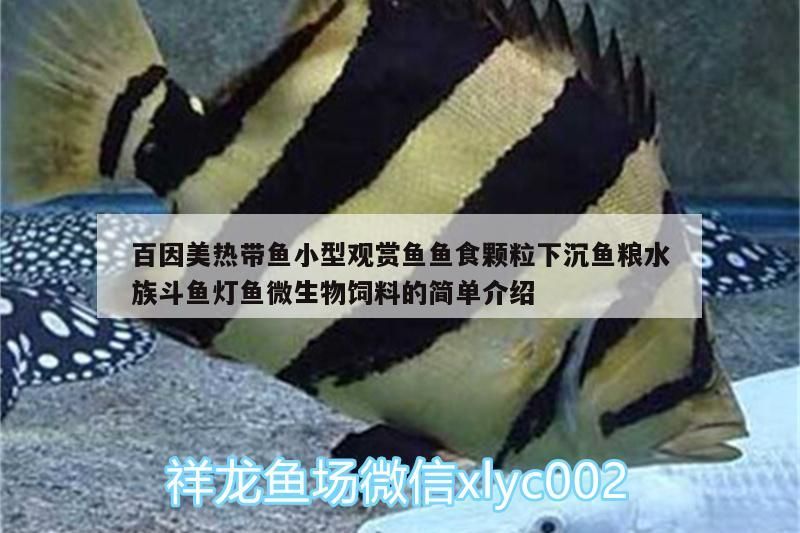 百因美熱帶魚小型觀賞魚魚食顆粒下沉魚糧水族斗魚燈魚微生物飼料的簡單介紹