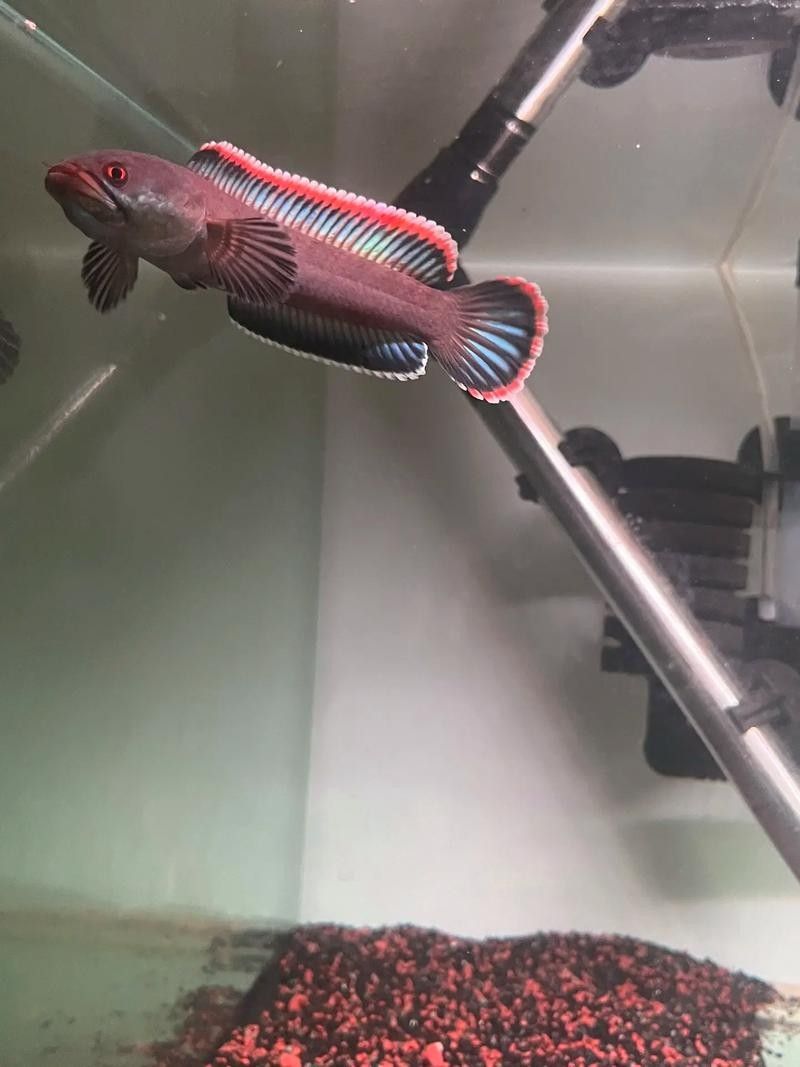 火背雷龍魚多久喂一次(火背雷龍魚喂養火背雷龍魚的喂食頻率和喂食頻率調整) 龍魚百科 第8張 火背雷龍魚多久喂一次(火背雷龍魚喂養火背雷龍魚的喂食頻率和喂食頻率調整) 火背雷龍魚多久喂一次(火背雷龍魚喂養火背雷龍魚的喂食頻率和喂食頻率調整) 龍魚百科 第8張