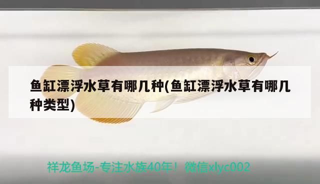 羅漢魚 魚缸漂浮水草有哪幾種(魚缸漂浮水草有哪幾種類型)(魚缸漂浮水草有哪幾種) 觀賞魚百科 魚缸漂浮水草有哪幾種(魚缸漂浮水草有哪幾種類型)(魚缸漂浮水草有哪幾種) 魚缸漂浮水草有哪幾種(魚缸漂浮水草有哪幾種類型)(魚缸漂浮水草有哪幾種) 觀賞魚百科