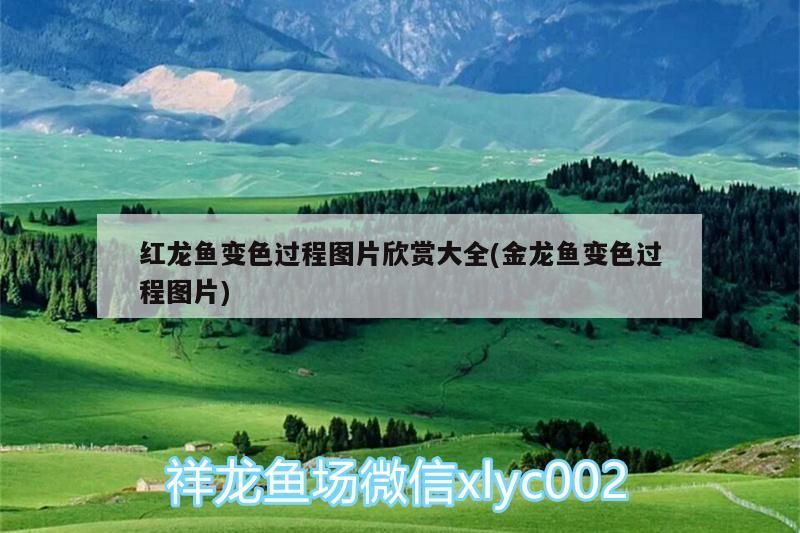 紅龍魚(yú)變色過(guò)程圖片欣賞大全(金龍魚(yú)變色過(guò)程圖片)（紅龍魚(yú)變色過(guò)程圖片欣賞大全）