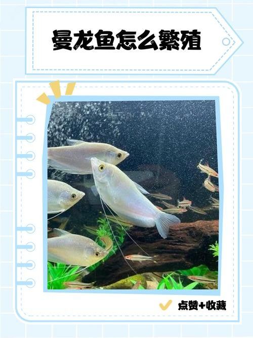曼龍魚成魚繁殖期應(yīng)該喂什么（曼龍魚的飼養(yǎng)與繁殖技巧全解析） 曼龍魚成魚繁殖期應(yīng)該喂什么（曼龍魚的飼養(yǎng)與繁殖技巧全解析） 龍魚百科 第6張