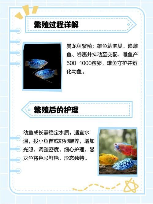 曼龍魚成魚繁殖期應(yīng)該喂什么（曼龍魚的飼養(yǎng)與繁殖技巧全解析） 曼龍魚成魚繁殖期應(yīng)該喂什么（曼龍魚的飼養(yǎng)與繁殖技巧全解析） 龍魚百科 第10張