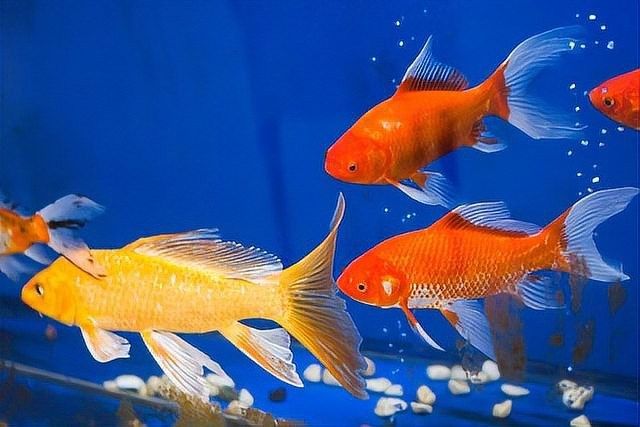 紅龍魚泡藥后多久換水？（養魚大全，魚缸下藥后幾天換水） 紅龍魚泡藥后多久換水？（養魚大全，魚缸下藥后幾天換水） 龍魚百科 第3張