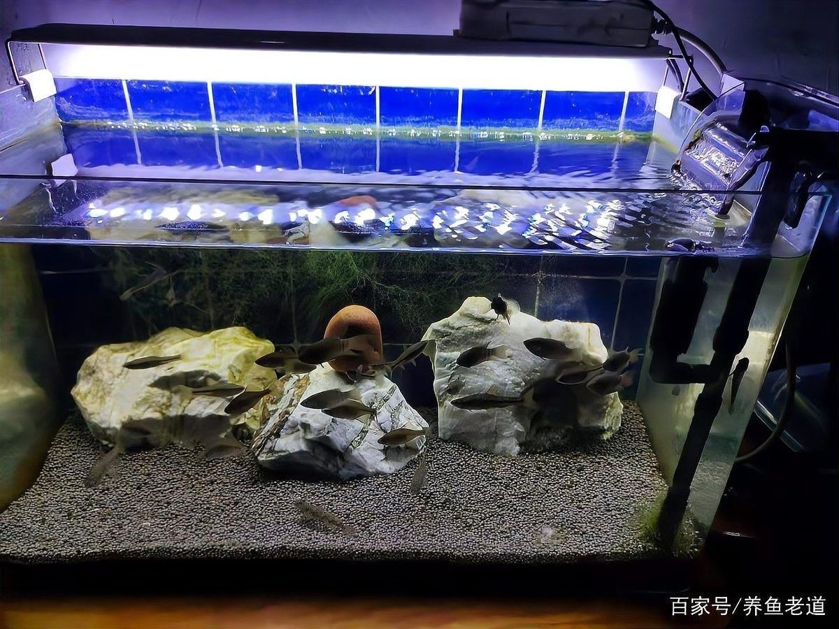 紅龍魚泡藥后多久換水？（養魚大全，魚缸下藥后幾天換水） 紅龍魚泡藥后多久換水？（養魚大全，魚缸下藥后幾天換水） 龍魚百科 第5張