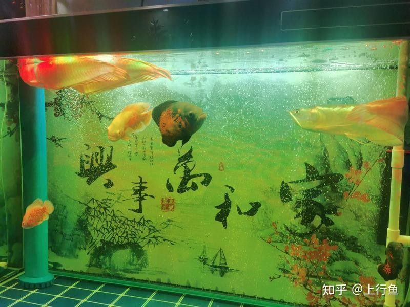 紅龍魚泡藥后多久換水？（養魚大全，魚缸下藥后幾天換水） 紅龍魚泡藥后多久換水？（養魚大全，魚缸下藥后幾天換水） 龍魚百科 第8張