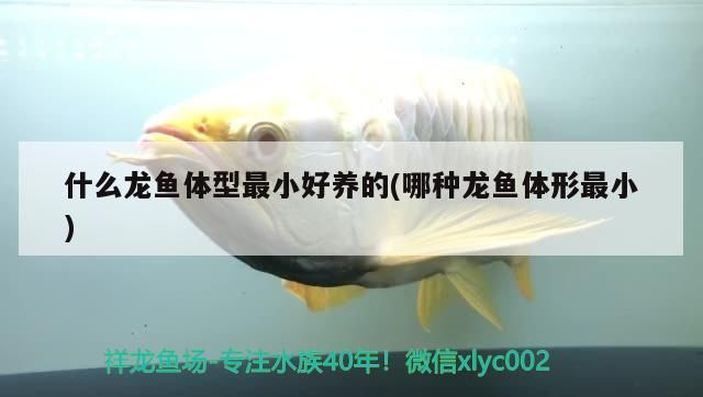 什么龍魚體型最小好養(yǎng)的(哪種龍魚體形最小)（什么龍魚體型最小好養(yǎng)的）