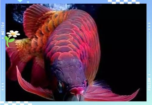 紅龍魚哪個級別最稀有（不同級別的紅龍魚價格區別） 紅龍魚哪個級別最稀有（不同級別的紅龍魚價格區別） 龍魚百科 第3張