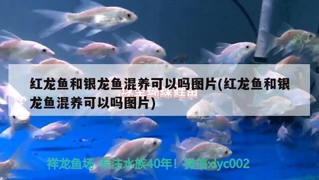 興城市麗新觀賞魚繁殖場（興城麗新觀賞魚繁殖場）