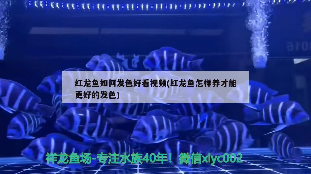 為什么有海洋哺乳動物、海洋爬行動物甚至海鳥，卻沒有陸生魚類，臺灣云豹消失36年后重現