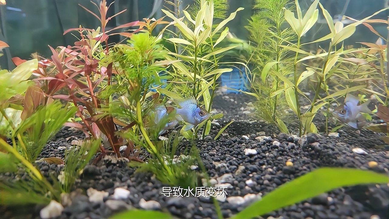 水溫波動對繁殖有何影響？（水溫波動對繁殖的影響） 水溫波動對繁殖有何影響？（水溫波動對繁殖的影響） 龍魚百科 第3張