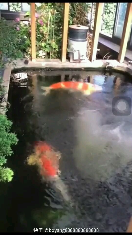 松原水族館轉(zhuǎn)發(fā)大神魚池（松原水族館成功引入資深的魚類養(yǎng)殖專家）