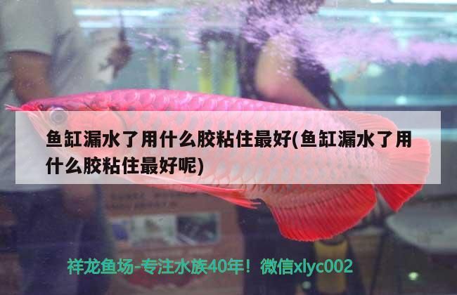 魚(yú)缸漏水了用什么膠粘住最好(魚(yú)缸漏水了用什么膠粘住最好呢)（魚(yú)缸漏水了用什么膠粘住最好）