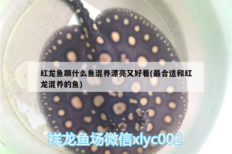 紅龍魚跟什么魚混養漂亮又好看(最合適和紅龍混養的魚)