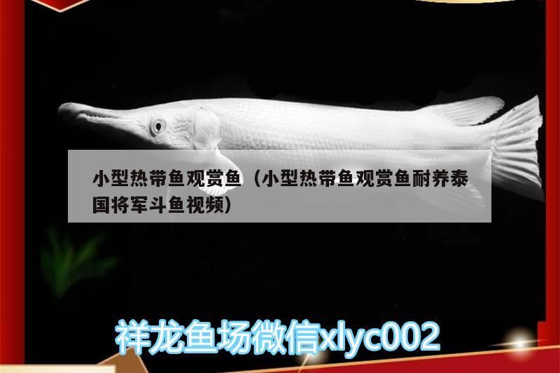 小型熱帶魚觀賞魚（小型熱帶魚觀賞魚耐養泰國將軍斗魚視頻）