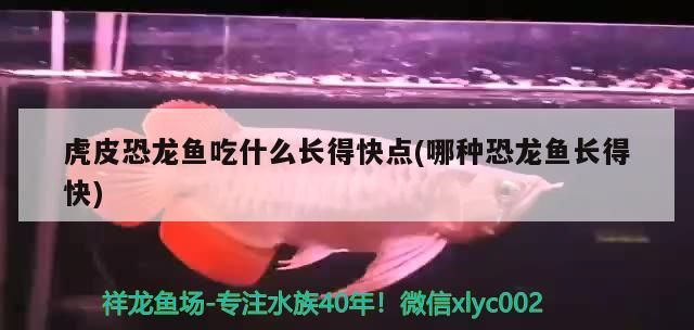 虎皮恐龍魚吃什么長得快點(哪種恐龍魚長得快) 虎皮恐龍魚吃什么長得快點(哪種恐龍魚長得快) 觀賞魚百科