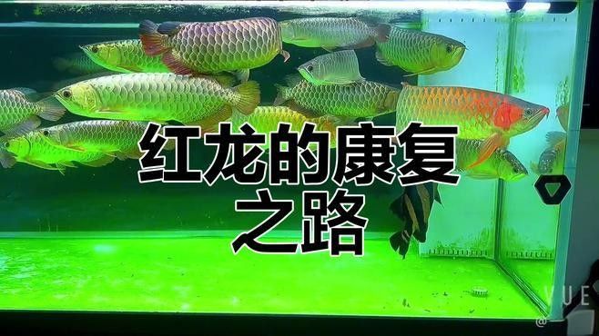 如何在紅龍魚吧交流（關于紅龍魚吧交流）