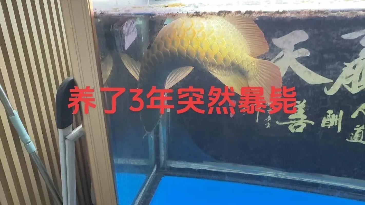 如何在紅龍魚吧交流（關于紅龍魚吧交流）