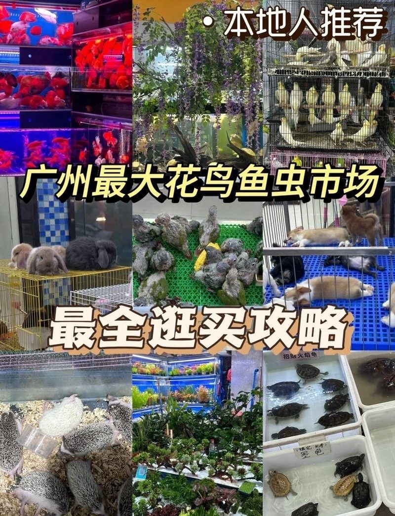廣州龍魚市場(chǎng)的營(yíng)業(yè)時(shí)間是什么時(shí)候