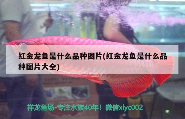 魚缸 紅金龍魚是什么品種圖片(紅金龍魚是什么品種圖片大全) 觀賞魚百科 紅金龍魚是什么品種圖片(紅金龍魚是什么品種圖片大全) 紅金龍魚是什么品種圖片(紅金龍魚是什么品種圖片大全) 觀賞魚百科