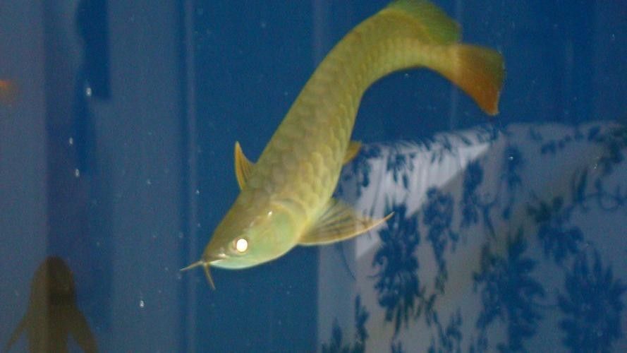 給我一些寶石龍魚的圖片 給我一些寶石龍魚的圖片 龍魚百科 第13張
