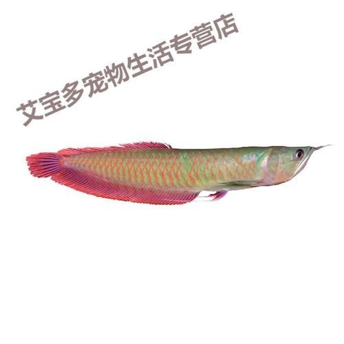 給我一些寶石龍魚的圖片 給我一些寶石龍魚的圖片 龍魚百科 第7張