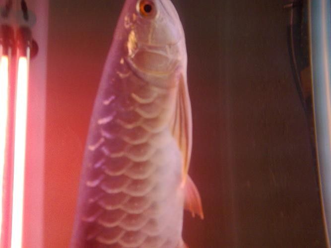 給我一些寶石龍魚的圖片 給我一些寶石龍魚的圖片 龍魚百科 第25張