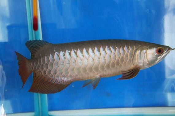 給我一些寶石龍魚的圖片 給我一些寶石龍魚的圖片 龍魚百科 第14張
