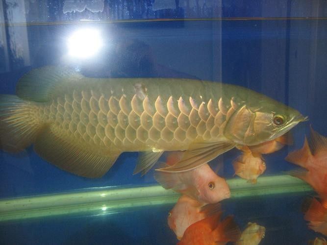 給我一些寶石龍魚的圖片 給我一些寶石龍魚的圖片 龍魚百科 第20張