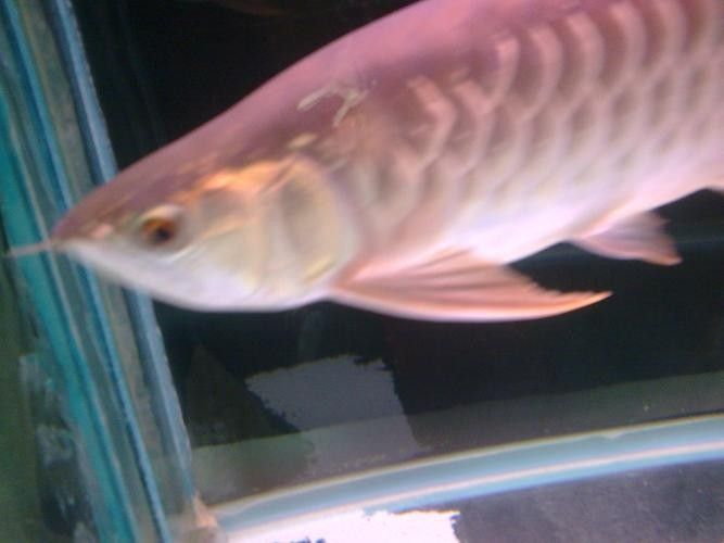給我一些寶石龍魚的圖片 給我一些寶石龍魚的圖片 龍魚百科 第19張
