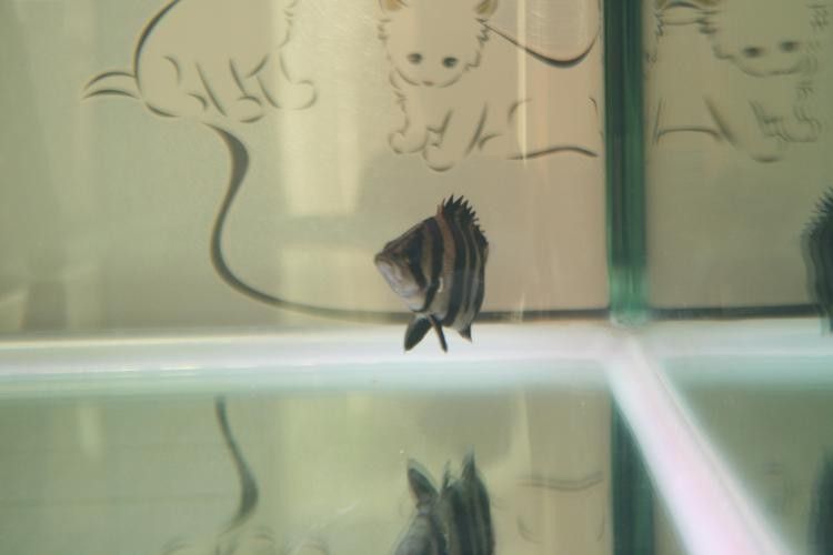 給我一些寶石龍魚的圖片 給我一些寶石龍魚的圖片 龍魚百科 第31張