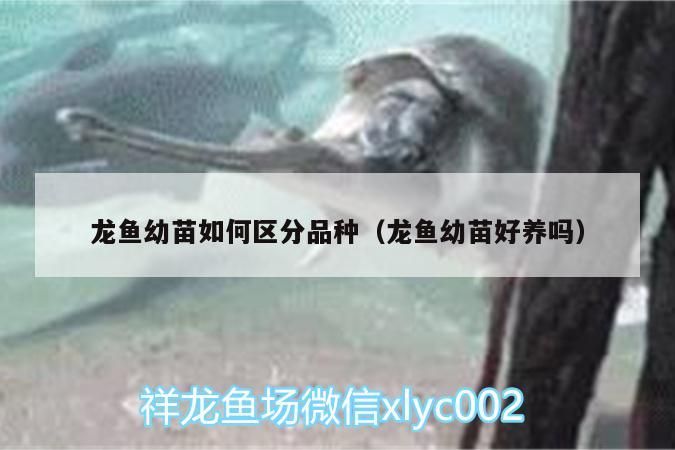 魚缸用增氧泵價格是多少:魚缸增氧機-xtrac增氧機-xtrac增氧機 龍魚幼苗如何區(qū)分品種(龍魚幼苗好養(yǎng)嗎)(如何挑選紅龍魚幼苗) 觀賞魚百科 龍魚幼苗如何區(qū)分品種(龍魚幼苗好養(yǎng)嗎)(如何挑選紅龍魚幼苗) 龍魚幼苗如何區(qū)分品種(龍魚幼苗好養(yǎng)嗎)(如何挑選紅龍魚幼苗) 觀賞魚百科