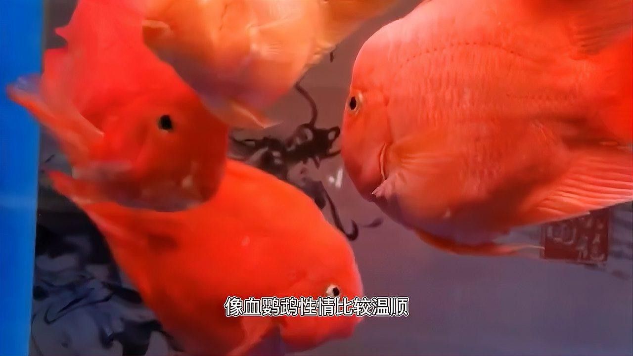 羅漢魚與鸚鵡魚混養(yǎng)的成功率有多高（混養(yǎng)羅漢魚和鸚鵡魚的注意事項(xiàng)）