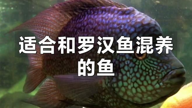 羅漢魚與鸚鵡魚混養(yǎng)的成功率有多高（混養(yǎng)羅漢魚和鸚鵡魚的注意事項(xiàng)）