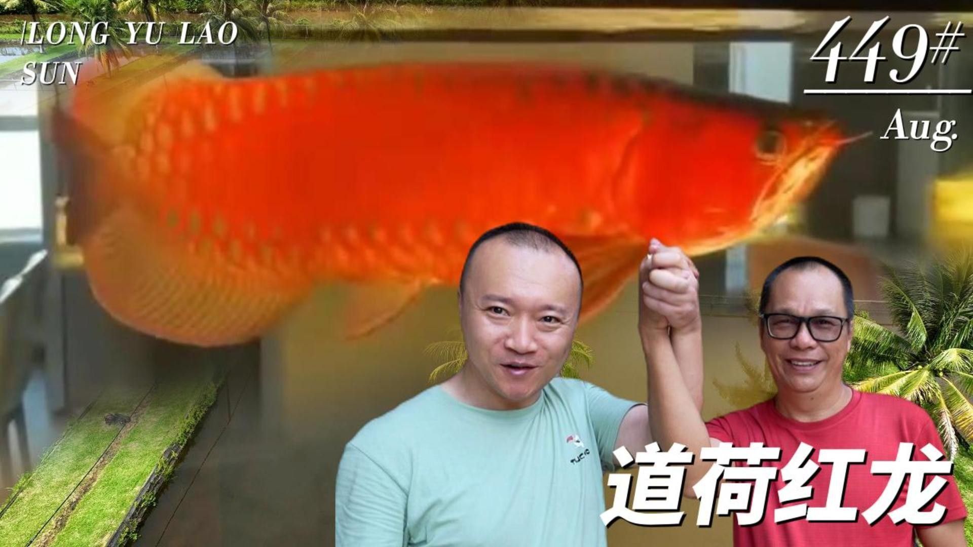 推薦幾家信譽好的龍魚賣家（尋找信譽良好的龍魚賣家時）