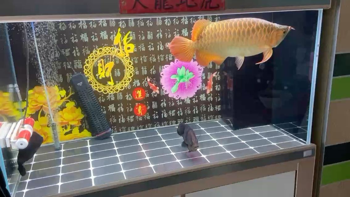 定期換水和洗棉規律飼養簡單自在