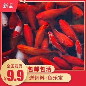 龍魚養成記（龍魚養成記之龍魚養成記）
