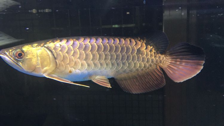 龍魚養成記（龍魚養成記之龍魚養成記）