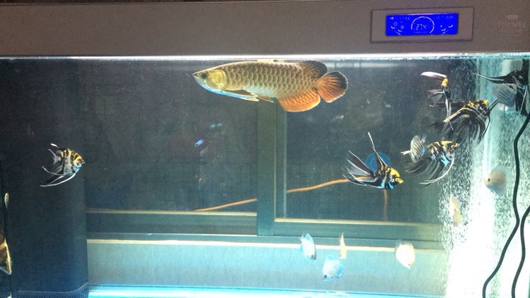 龍魚養成記（龍魚養成記之龍魚養成記）