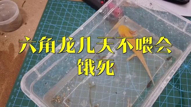 六角恐龍魚多久不吃東西會死（六角恐龍魚一般多久喂一次食物養(yǎng)寵小能手）