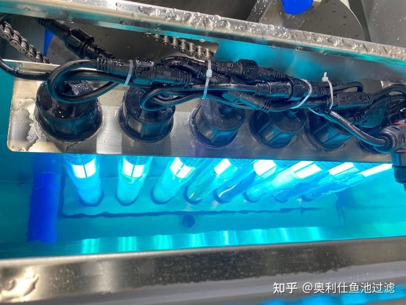 寧德龍魚(yú)有哪些品種？（寧德龍魚(yú)哪個(gè)品種最受歡迎）
