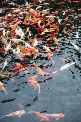 紅龍魚壁紙高清無水印下載
