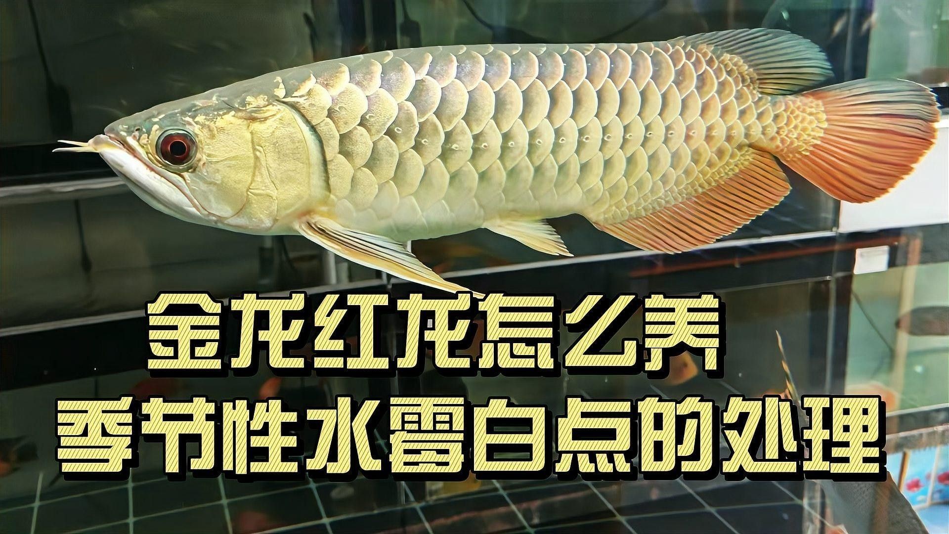 紅龍魚水霉病會自愈嗎