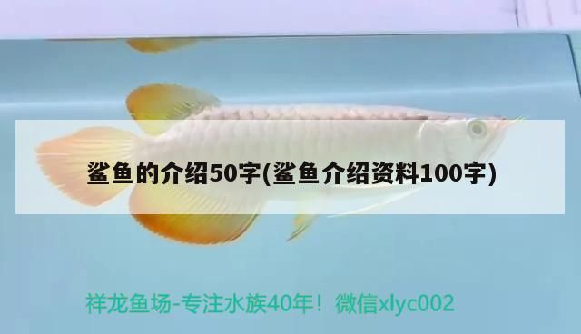鯊魚的介紹50字(鯊魚介紹資料100字)