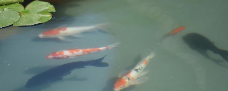貴陽哪里賣魚缸便宜實惠（貴陽哪里買魚缸）（貴陽哪里賣魚缸）