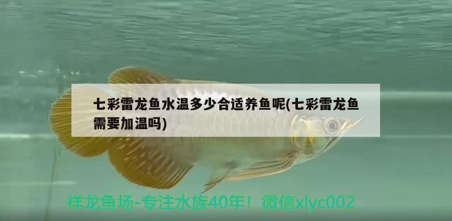 七彩雷龍魚水溫多少合適養魚呢(七彩雷龍魚需要加溫嗎)