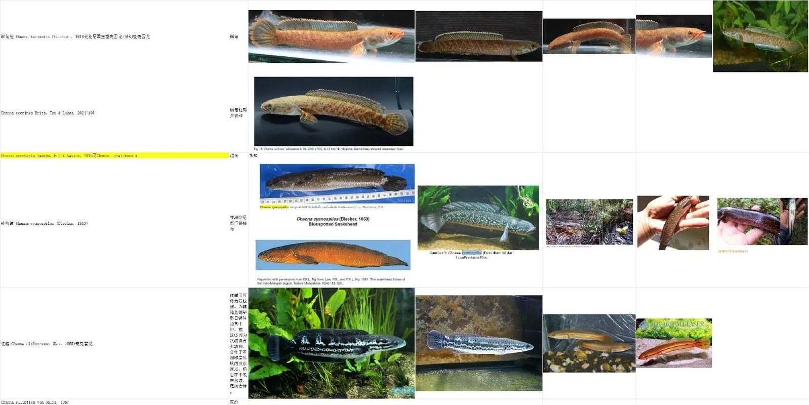 給我一些雷龍魚的照片（關于雷龍魚的圖片資源推薦）