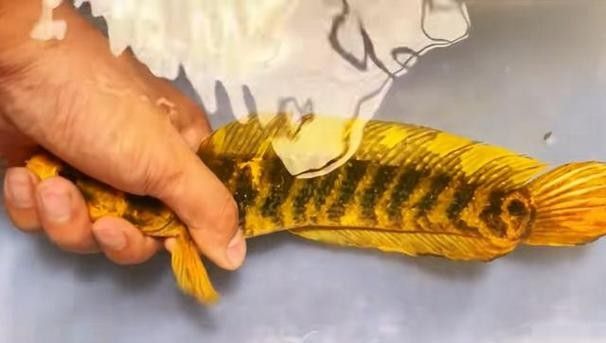 給我一些雷龍魚的照片（關于雷龍魚的圖片資源推薦）